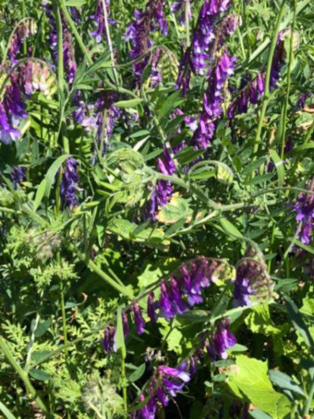 Hairy Vetch